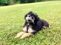 Bella, a female Miniature Aussiedoodle for sale in Houston, TX – 3 of 7