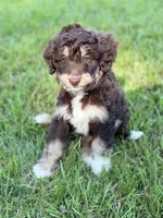 Green boy, a male Miniature Aussiedoodle for sale in Houston, TX – 3 of 7