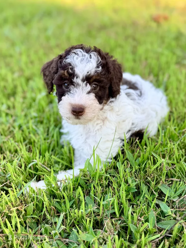 Girl3 – Poodle - Miniature  puppy for sale in Houston, TX