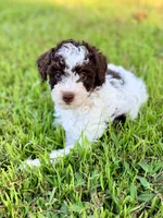 Girl3, a female Poodle - Miniature  for sale in Houston, TX – 1 of 8