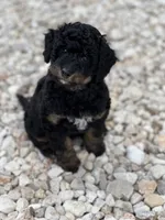 Maverick, a male Aussiedoodle for sale in Houston, TX – 3 of 7
