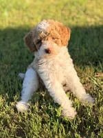 Girl1 , a female Poodle - Miniature  for sale in Houston, TX – 2 of 10