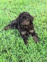 Girl2, a female Poodle - Miniature  for sale in Houston, TX – 2 of 8