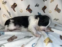 Rip, a male Miniature Aussiedoodle for sale in Houston, TX – 2 of 3
