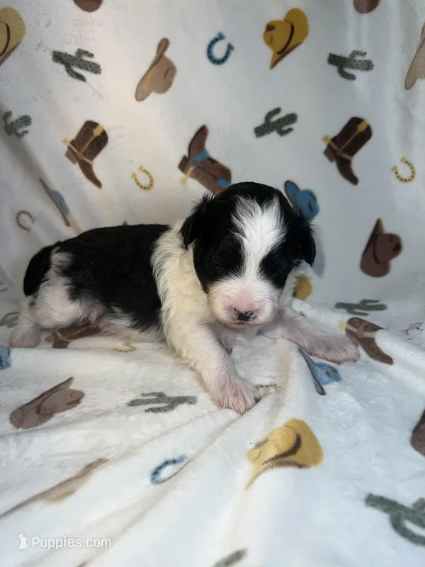Rip – Miniature Aussiedoodle puppy for sale in Houston, TX
