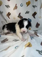 Rip, a male Miniature Aussiedoodle for sale in Houston, TX – 1 of 3