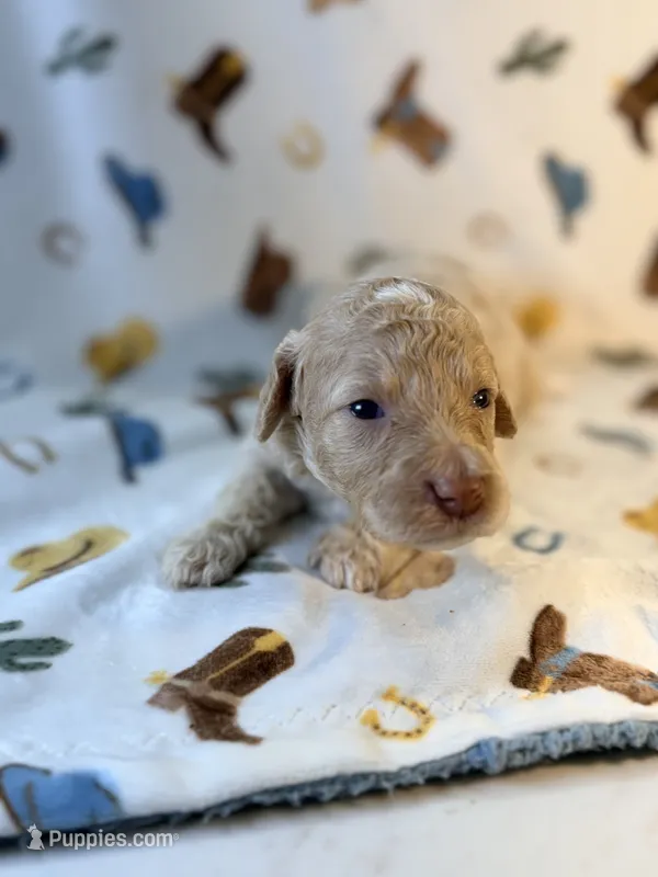 Girl4 – Poodle - Miniature  puppy for sale in Houston, TX
