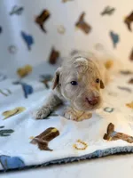 Girl4, a female Poodle - Miniature  for sale in Houston, TX – 1 of 3