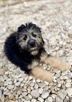 Bella, a female Miniature Aussiedoodle for sale in Houston, TX – 5 of 7