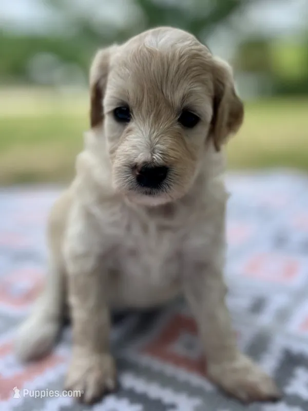 Lucy – Miniature Aussiedoodle puppy for sale in Houston, TX