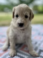 Lucy, a female Miniature Aussiedoodle for sale in Houston, TX – 5 of 8