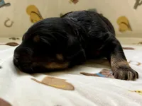 Zuma, a male Miniature Aussiedoodle for sale in Houston, TX – Photo 1 of 3