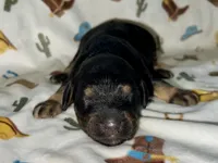 Zuma, a male Miniature Aussiedoodle for sale in Houston, TX – Photo 2 of 3