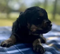 Zuma, a male Miniature Aussiedoodle for sale in Houston, TX – Photo 2 of 5