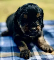 Zuma, a male Miniature Aussiedoodle for sale in Houston, TX – Photo 1 of 5