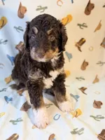Dark tan , a male Miniature Aussiedoodle for sale in Houston, TX – 5 of 6