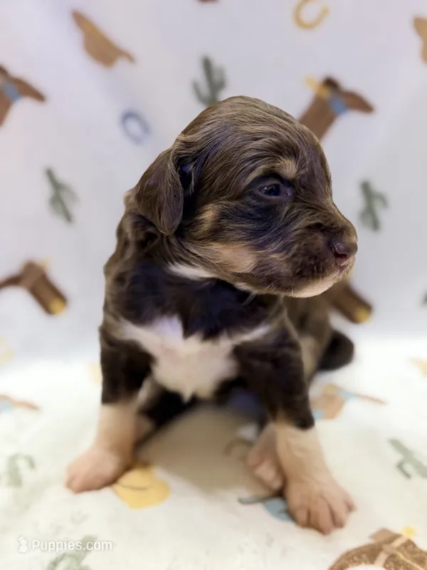 Girl2 – Miniature Aussiedoodle puppy for sale in Houston, TX