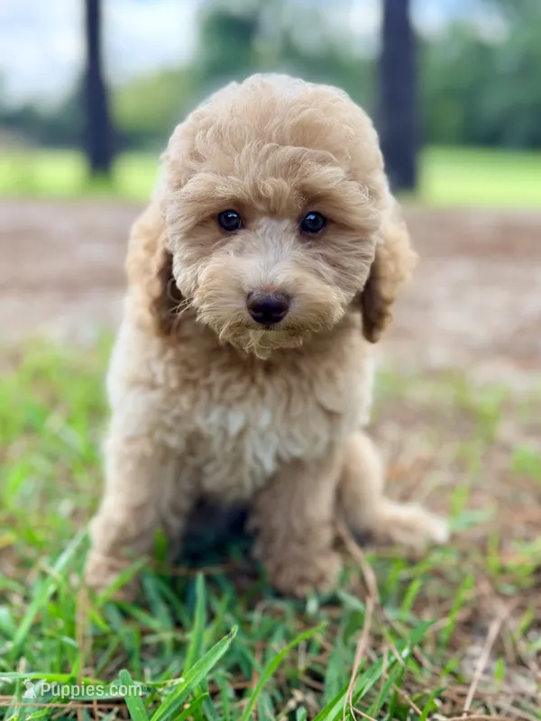 Girl6 – Poodle - Miniature  puppy for sale in Houston, TX