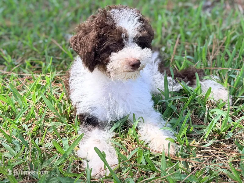 Girl3 – Poodle - Miniature  puppy for sale in Houston, TX