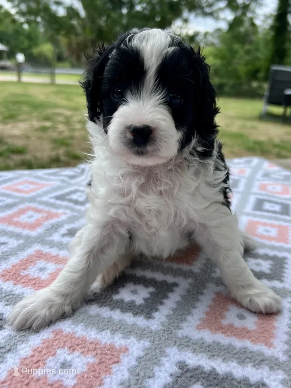 Rip – Miniature Aussiedoodle puppy for sale in Houston, TX