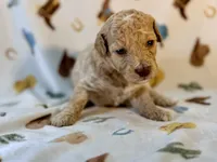 Girl6, a female Poodle - Miniature  for sale in Houston, TX – 2 of 3