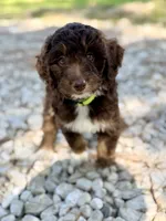 Lime green girl, a female Miniature Aussiedoodle for sale in Houston, TX – 3 of 6