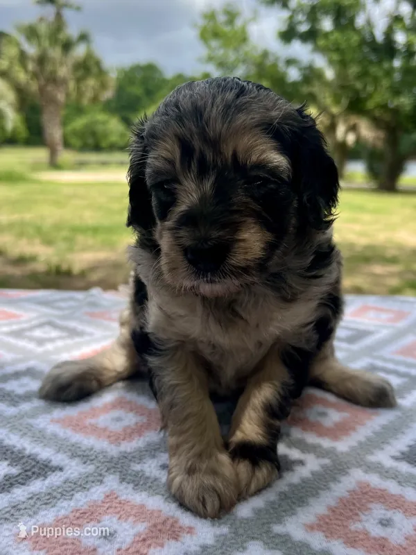 Sky – Miniature Aussiedoodle puppy for sale in Houston, TX