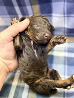 Boy1 , a male Poodle - Miniature  for sale in Houston, TX – 1 of 2