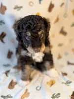 Green boy, a male Miniature Aussiedoodle for sale in Houston, TX – 6 of 7
