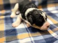 Girl2, a female Poodle - Miniature  for sale in Houston, TX – 2 of 3