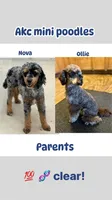 Girl 1, a female Poodle - Miniature  for sale in Houston, TX – 4 of 4