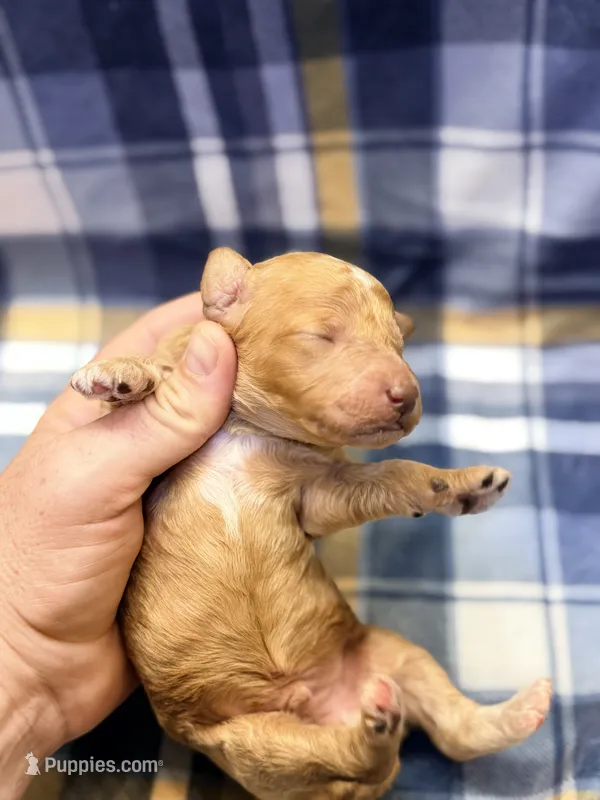 Boy2  – Poodle - Miniature  puppy for sale in Houston, TX
