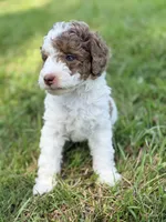 Girl 1, a female Poodle - Miniature  for sale in Houston, TX – 2 of 6