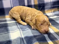 Boy2 , a male Poodle - Miniature  for sale in Houston, TX – 2 of 2