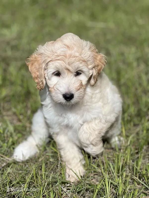 Lucy – Miniature Aussiedoodle puppy for sale in Houston, TX