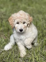 Lucy, a female Miniature Aussiedoodle for sale in Houston, TX – 1 of 8