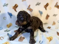 Girl 2, a female Poodle - Miniature  for sale in Houston, TX – 2 of 4
