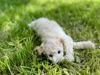 Lucy, a female Miniature Aussiedoodle for sale in Houston, TX – 3 of 8