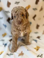 Boy1, a male Poodle - Miniature  for sale in Houston, TX – 5 of 7