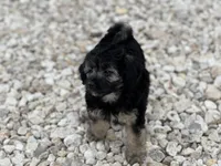 Betsy, a female Miniature Aussiedoodle for sale in Houston, TX – 2 of 7