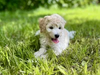 Lucy, a female Miniature Aussiedoodle for sale in Houston, TX – 2 of 8