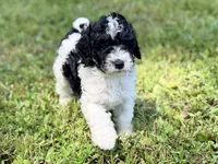 Girl5, a female Poodle - Miniature  for sale in Houston, TX – 2 of 6
