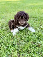 Yellow girl, a female Miniature Aussiedoodle for sale in Houston, TX – 4 of 8