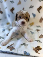 Girl1 , a female Poodle - Miniature  for sale in Houston, TX – 4 of 10