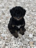 Maverick, a male Aussiedoodle for sale in Houston, TX – 2 of 7