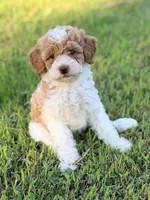 Girl1 , a female Poodle - Miniature  for sale in Houston, TX – 6 of 10