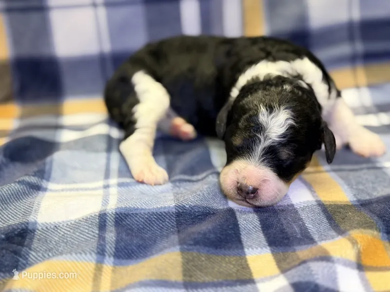 Girl2 – Poodle - Miniature  puppy for sale in Houston, TX