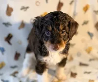 Tan girl, a female Miniature Aussiedoodle for sale in Houston, TX – 8 of 8