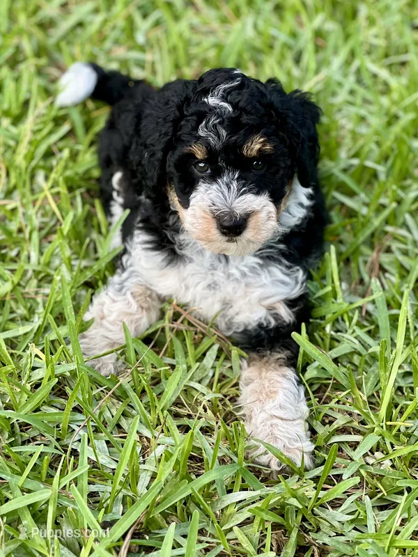 Aria  – Aussiedoodle puppy for sale in Houston, TX