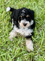 Aria , a female Aussiedoodle for sale in Houston, TX – 1 of 9